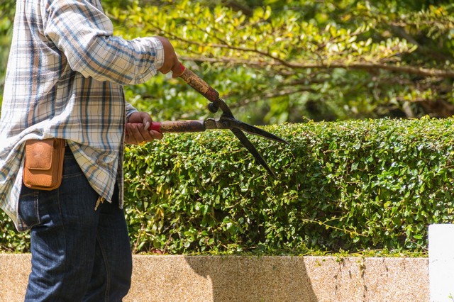 Garden Maintenance Mortlake, SW14
